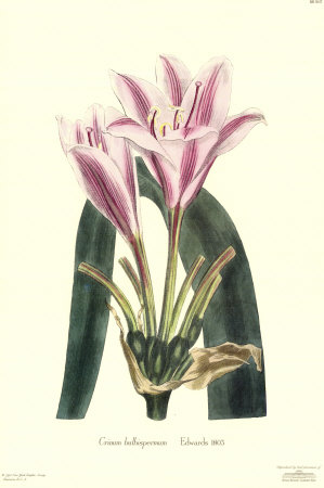 Crinum Bulbispermum by John Edwards Pricing Limited Edition Print image