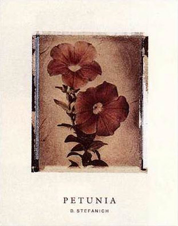 Petunia Study I by Dick & Diane Stefanich Pricing Limited Edition Print image