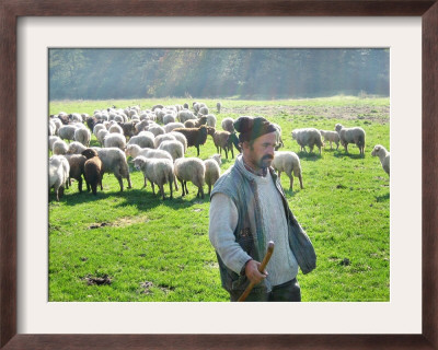A Shepherd Stands By His Sheep In Miclosoara, Romania, October 2006 by Rupert Wolfe-Murray Pricing Limited Edition Print image