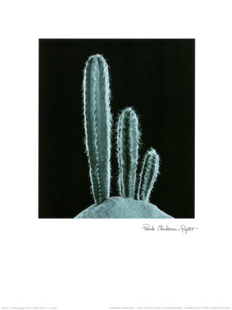 Cactus Plants Ii by P. Caban-Raget Pricing Limited Edition Print image