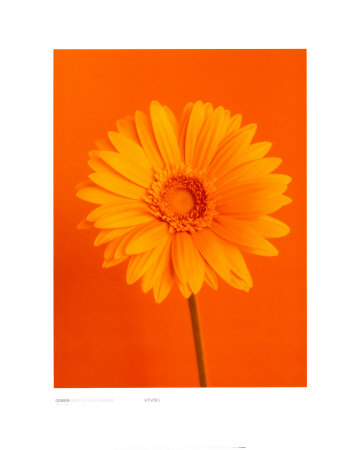 Gerbera Burnt Yellow On Orange by Masao Ota Pricing Limited Edition Print image