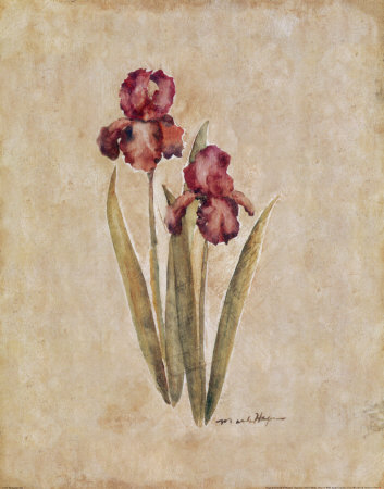 Springtime Iris by Marilyn Hageman Pricing Limited Edition Print image