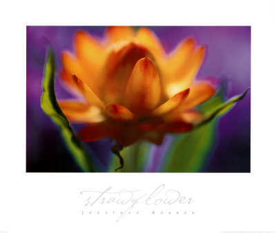 Strawflower by Jonathan Nourak Pricing Limited Edition Print image