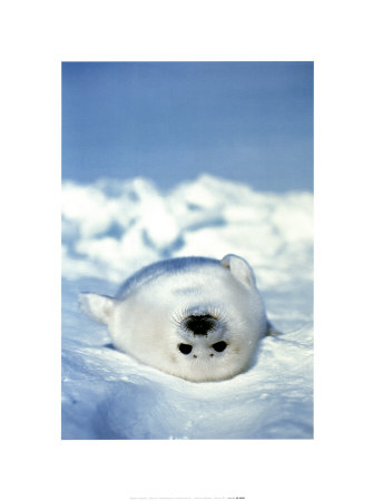 Harp Seal by Fujiwara Pricing Limited Edition Print image