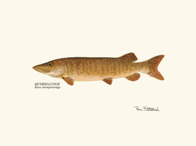Muskellunge Fish by Ron Pittard Pricing Limited Edition Print image