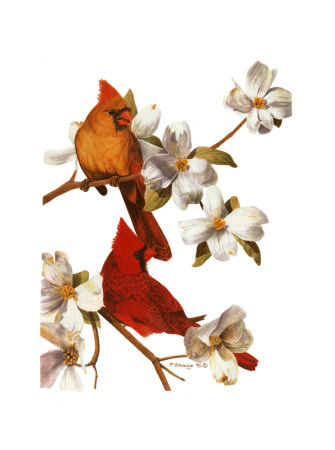 Cardinal by Patricia Savage Pricing Limited Edition Print image