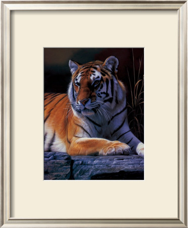 Bengal Tiger by Daniel Smith Pricing Limited Edition Print image