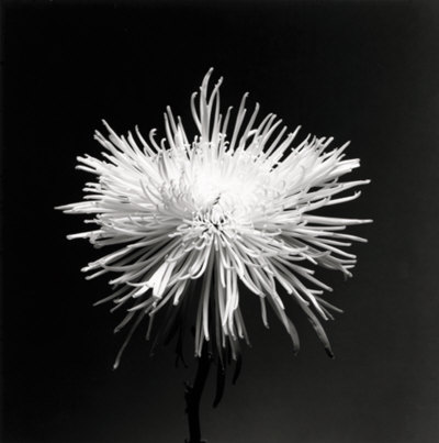 Flower Series Xi by Walter Gritsik Pricing Limited Edition Print image