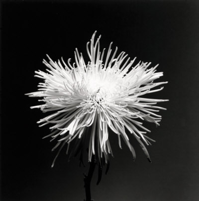Flower Series Xi by Walter Gritsik Pricing Limited Edition Print image