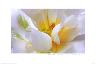 Tulipa White by Barbara Bordnick Pricing Limited Edition Print image