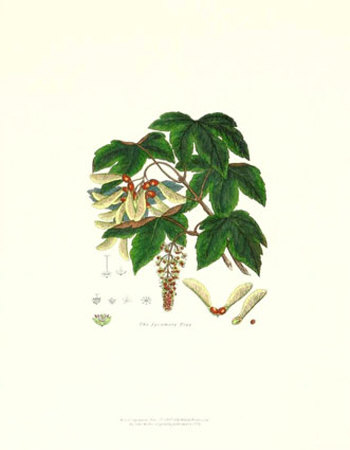 Sycamore Tree by John Miller (Johann Sebastien Mueller) Pricing Limited Edition Print image