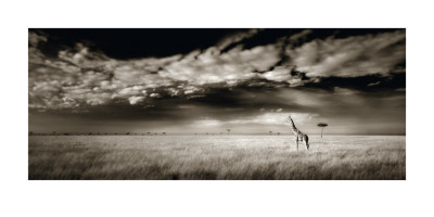 Masai Mara Giraffe by Ian Cumming Pricing Limited Edition Print image