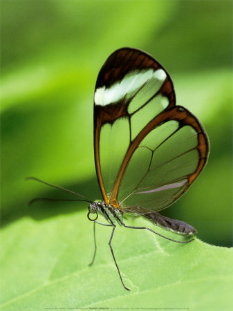Butterfly by Chris Martin Bahr Pricing Limited Edition Print image