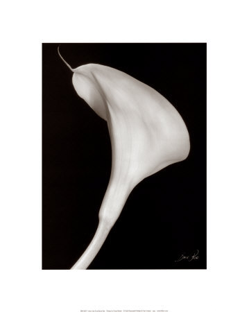 Arum Lily Ii by Bruce Rae Pricing Limited Edition Print image