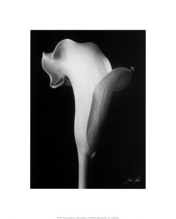 Arum Lily Iv by Bruce Rae Pricing Limited Edition Print image