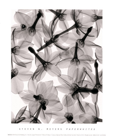 Paperwhites by Steven N. Meyers Pricing Limited Edition Print image