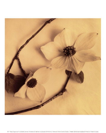 Sepia Dogwoods Iii by Heather Johnston Pricing Limited Edition Print image