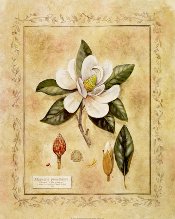 Magnolia Grandiflora by Tara Blomquist Pricing Limited Edition Print image