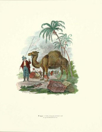 Camel by Julius Caesar Ibbetson Pricing Limited Edition Print image