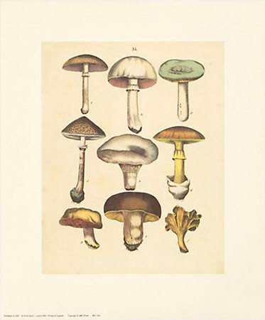 Mushrooms by Cawler Pricing Limited Edition Print image