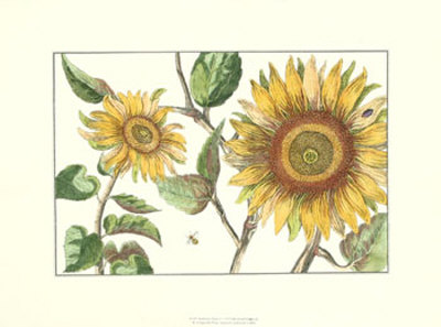 Sunflower Stars Ii by Crispijn De Passe Pricing Limited Edition Print image