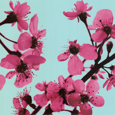 Cherry Blossom by Christophe Szkudlarek Pricing Limited Edition Print image