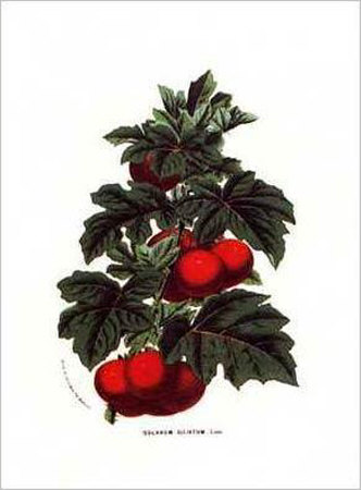 Tomatoes Ciliatum by Francois Van Houtte Pricing Limited Edition Print image
