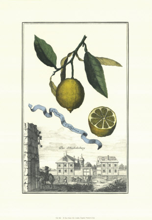 Limon Da Calabria by Johann Christof Volckamer Pricing Limited Edition Print image