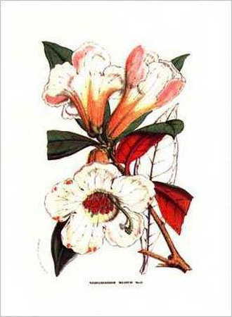 White Rhododendron by Francois Van Houtte Pricing Limited Edition Print image
