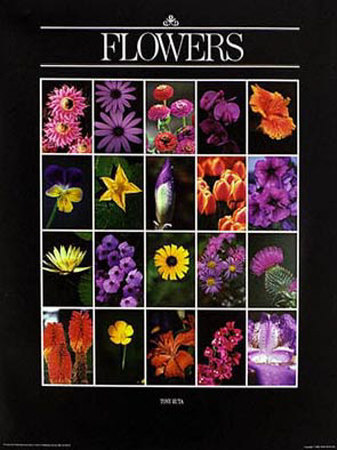 Flowers by Tony Ruta Pricing Limited Edition Print image