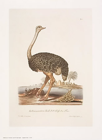Ostrich by George Wolfgang Knorr Pricing Limited Edition Print image