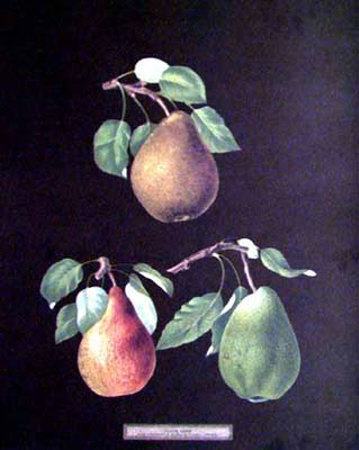 Pear by George Brookshaw Pricing Limited Edition Print image