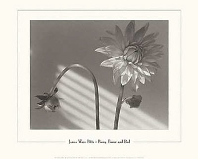 Peony Flower And Bud by James Ware Pitts Pricing Limited Edition Print image