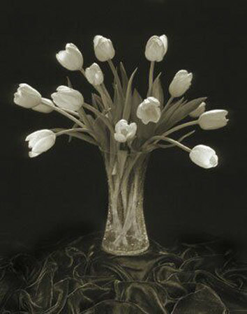Sepia Tulip Ii by Marlena Brechtmann Pricing Limited Edition Print image