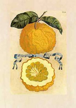 Baroque Oranges by Giovanni Ferrari Pricing Limited Edition Print image