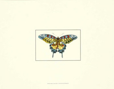 Profile Of A Butterfly I by George Shaw Pricing Limited Edition Print image