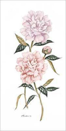 Peony Botanical 2 by Consuelo Gamboa Pricing Limited Edition Print image