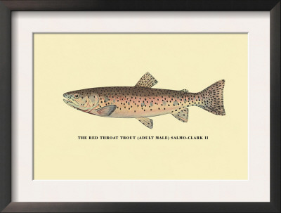 The Red Throat Trout by H.H. Leonard Pricing Limited Edition Print image