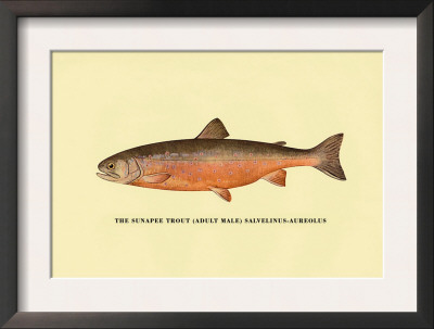 The Sunapee Trout by H.H. Leonard Pricing Limited Edition Print image