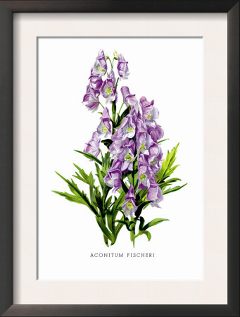 Aconitum Fischeri by H.G. Moon Pricing Limited Edition Print image