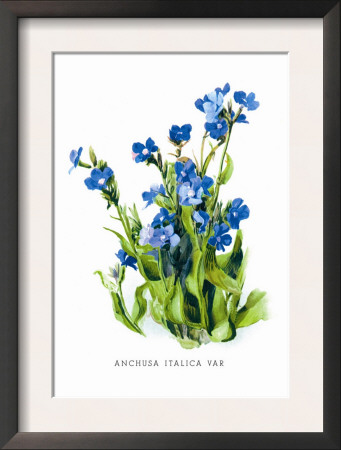 Anchusa Italica Var by H.G. Moon Pricing Limited Edition Print image