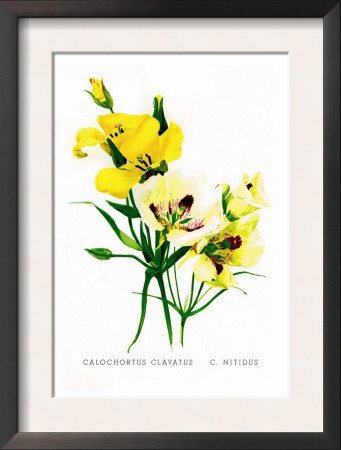 Calochortus Claratus: C. Nitidus by H.G. Moon Pricing Limited Edition Print image