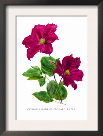Clematis Madame Edouard Andre by H.G. Moon Pricing Limited Edition Print image