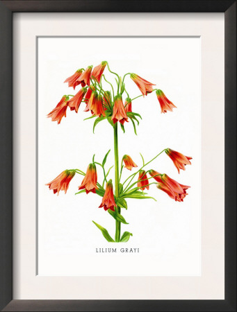 Lilium Grayi by H.G. Moon Pricing Limited Edition Print image