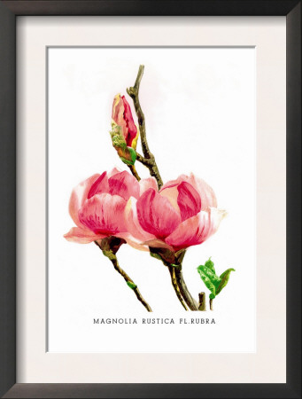 Magnolia Rustica: Fl. Rubra by H.G. Moon Pricing Limited Edition Print image