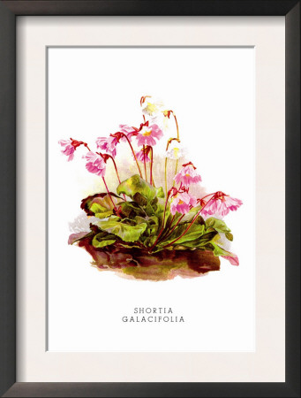 Shortia Galacifolia by H.G. Moon Pricing Limited Edition Print image