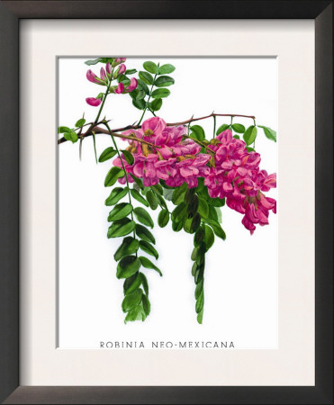 Robinia Neo-Mexicana by H.G. Moon Pricing Limited Edition Print image