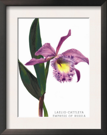 Laelio-Cattleya Empress Of Russia by H.G. Moon Pricing Limited Edition Print image