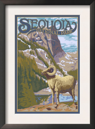 Sequoia Nat'l Park - Big Horn Sheep - Lp Poster, C.2009 by Lantern Press Pricing Limited Edition Print image