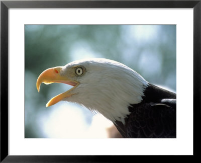 Profile Of American Bald Eagle by Carl & Ann Purcell Pricing Limited Edition Print image